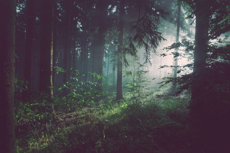 Timberland partners with treedom to plant 26,000 trees in Ghana, for a greener future