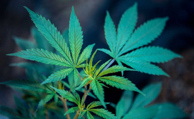 High Times Magazine to open cannabis stores in both Las Vegas & Los Angeles