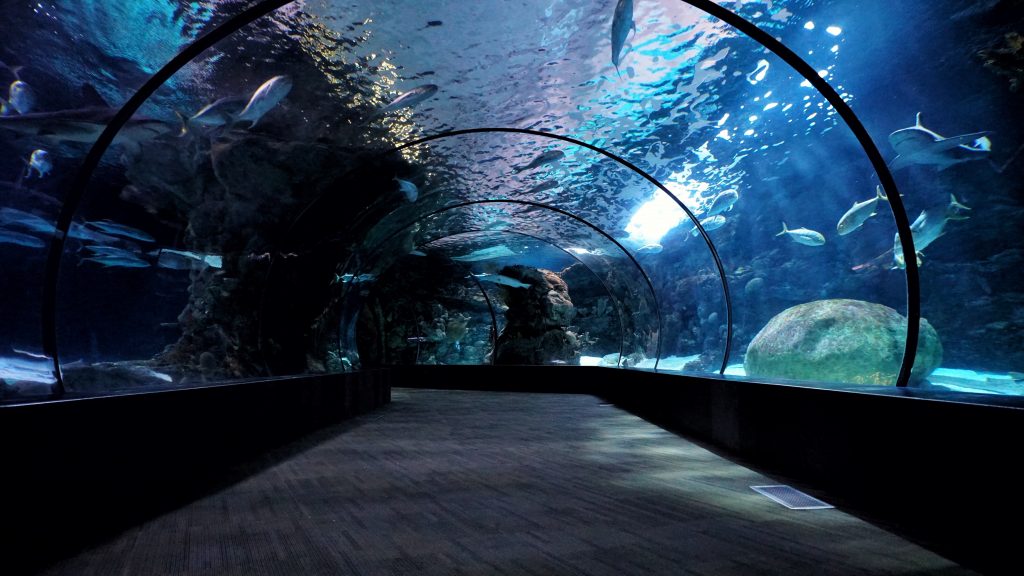 Abu Dhabi’s National Aquarium to Open on Friday Retail & Leisure
