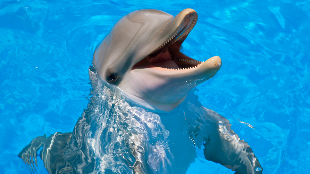 Dolphin